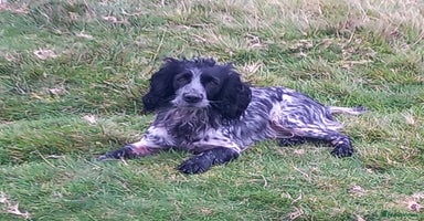 Cocker Spaniel dogs - Advert 13