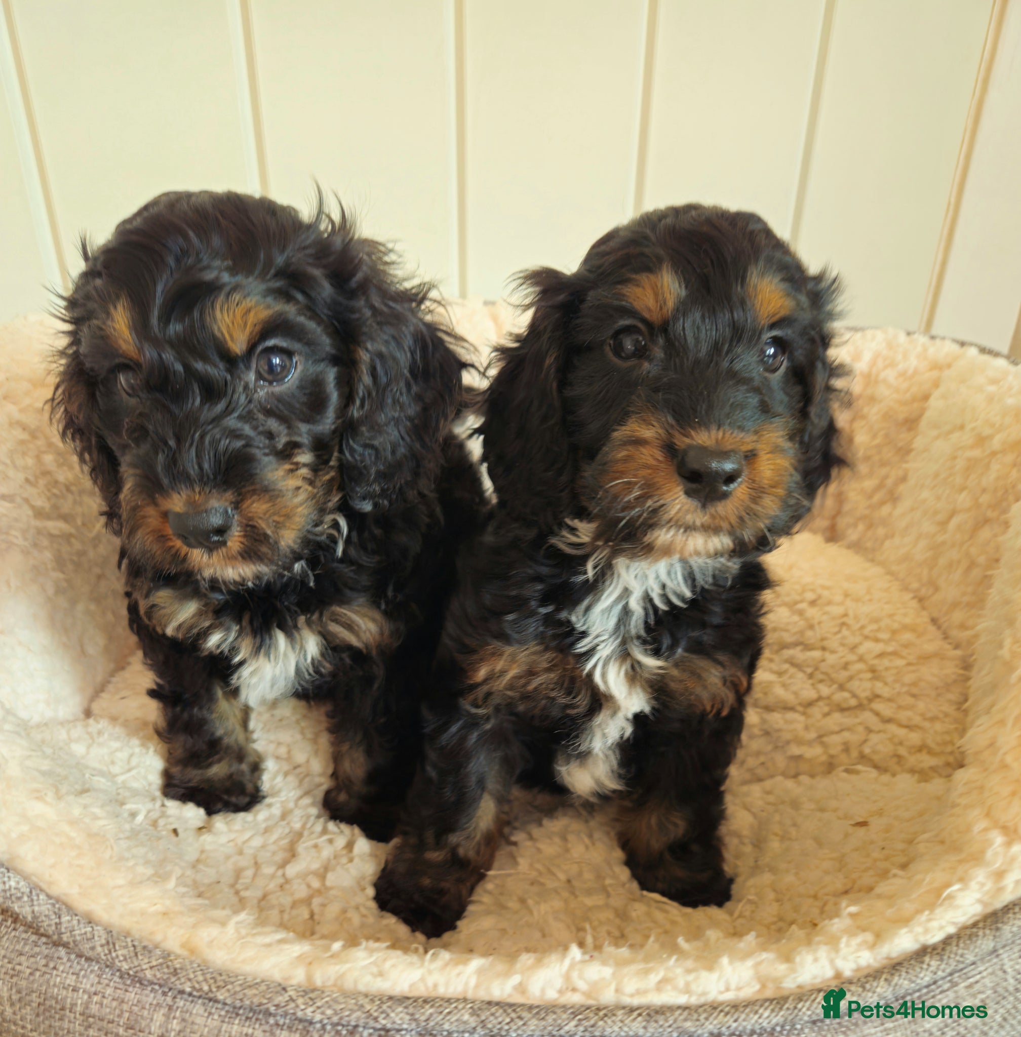 Cockapoo dogs licensed breeder, 2 boys available for loving home - Advert 2