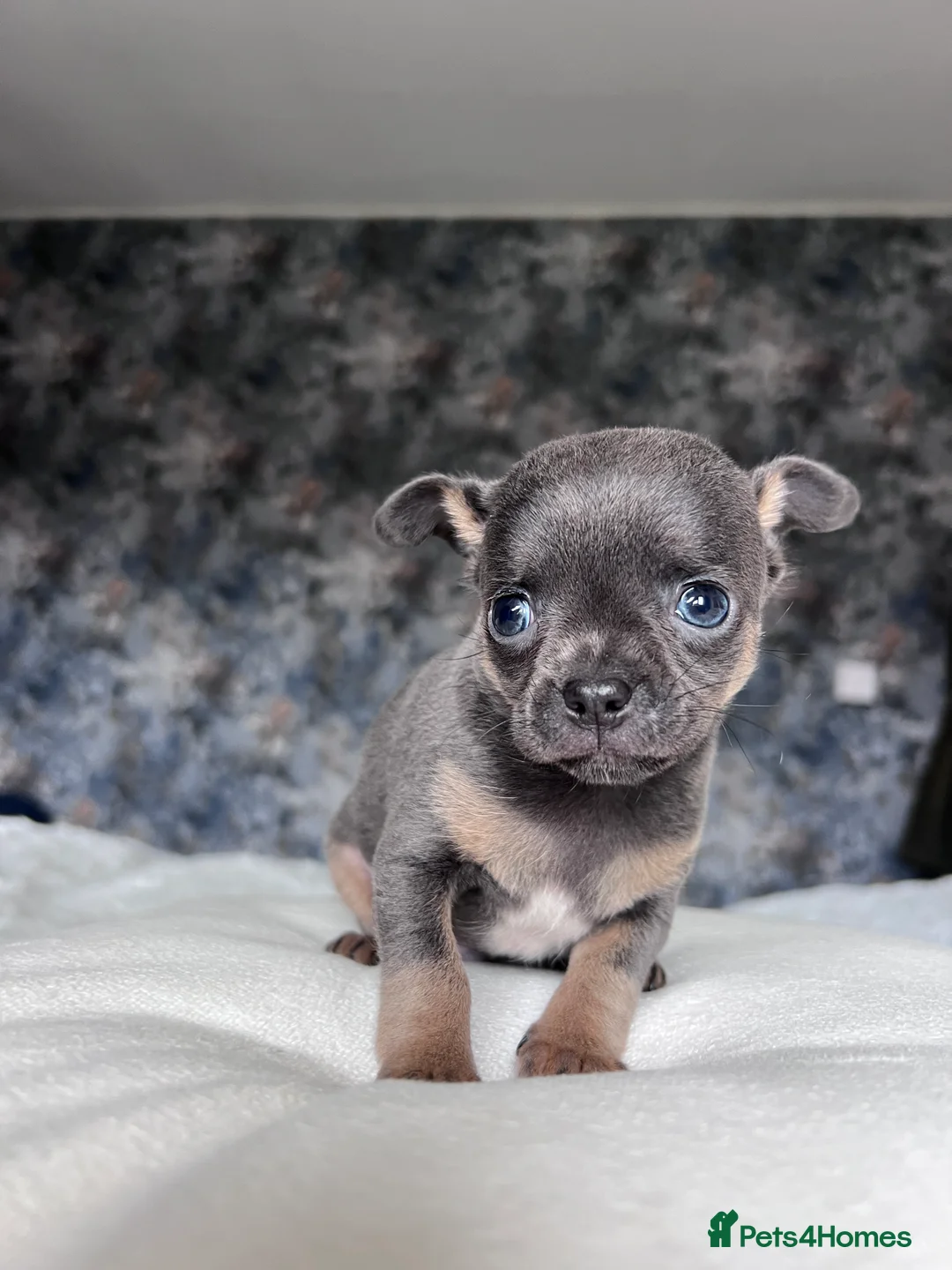 Chihuahua dogs for sale: Short coat chihuahuas available 🐾💓🐶 - Advert 3