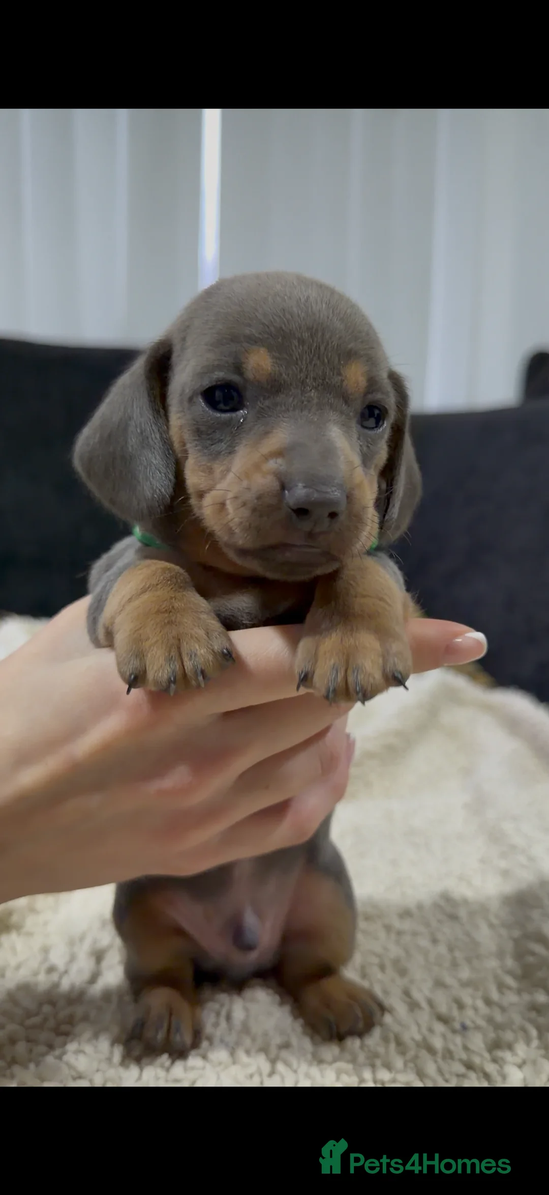 Miniature Dachshund dogs for sale: Miniature Dachshund Puppies - Advert 5