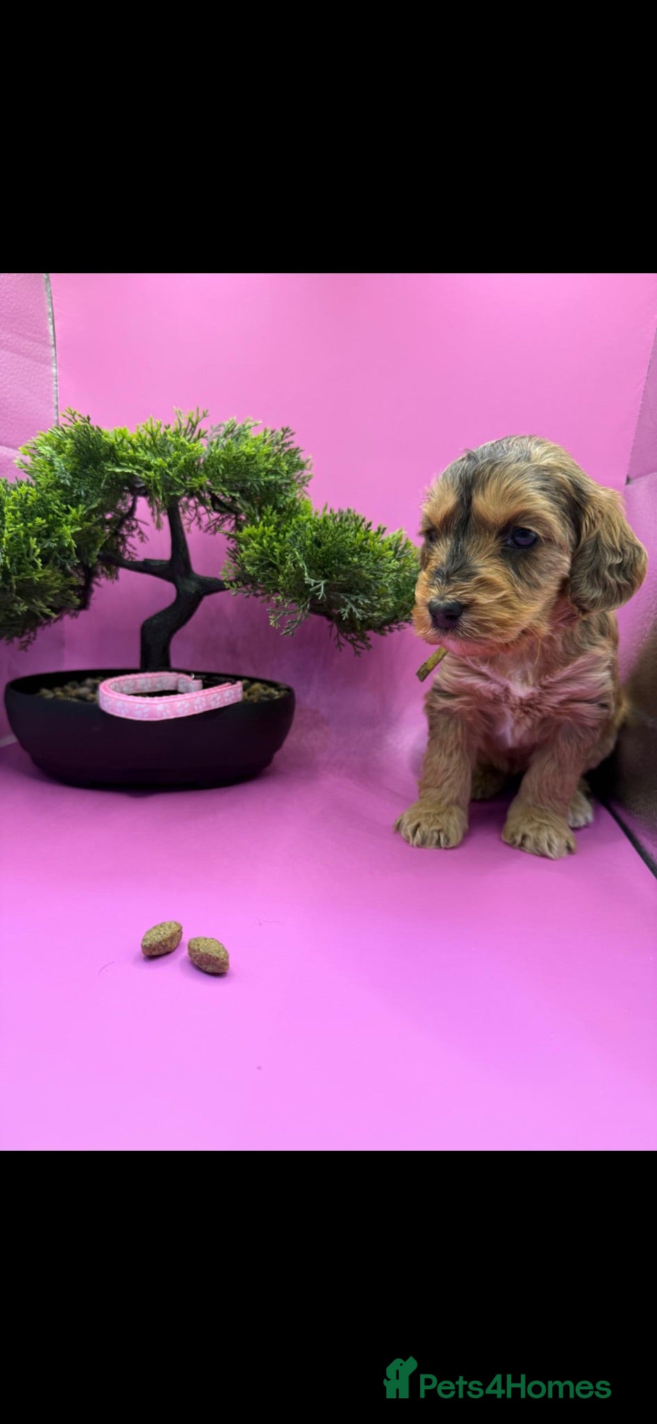 Cockapoo dogs F1 cockapoos beautiful selection of colours - Advert 1