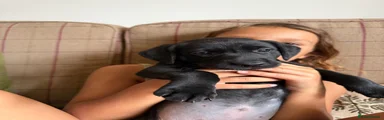 Labrador Retriever 1