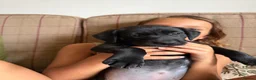 Labrador Retriever dogs for sale: 5 black Labrador puppies (males) for sale - Advert 11