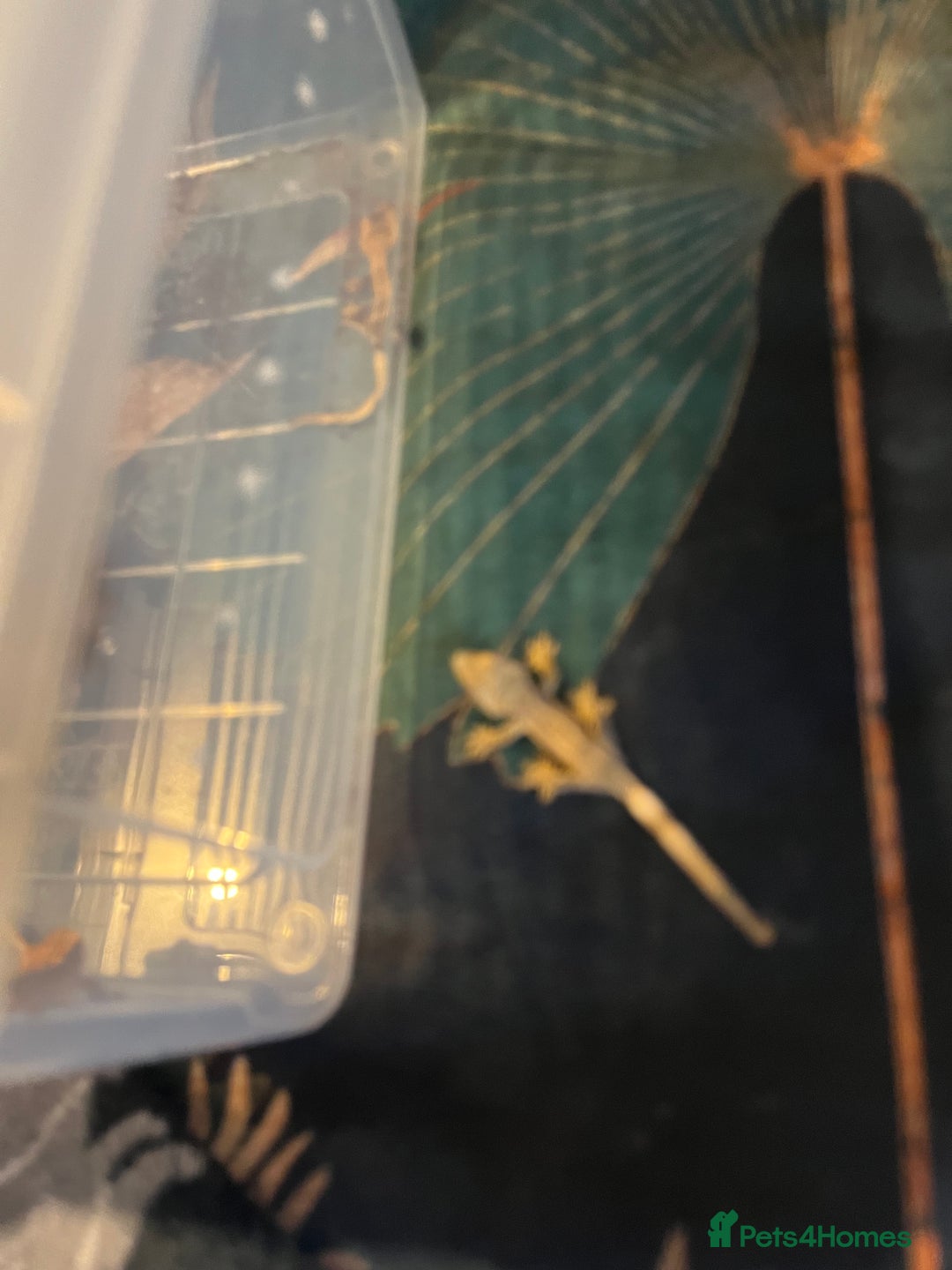 Gecko reptiles for sale: Crested gecko babies  - Advert 10