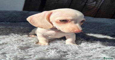 Miniature Dachshund dogs - Advert 8