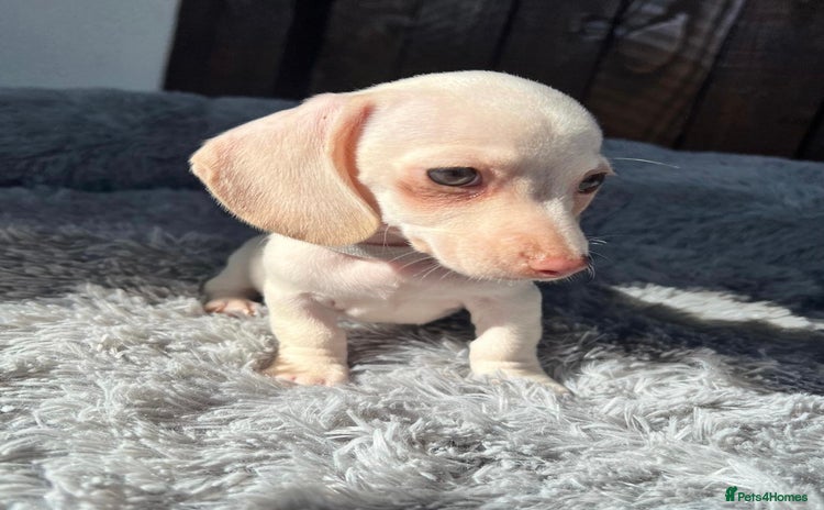 Miniature Dachshund dogs - Advert 3
