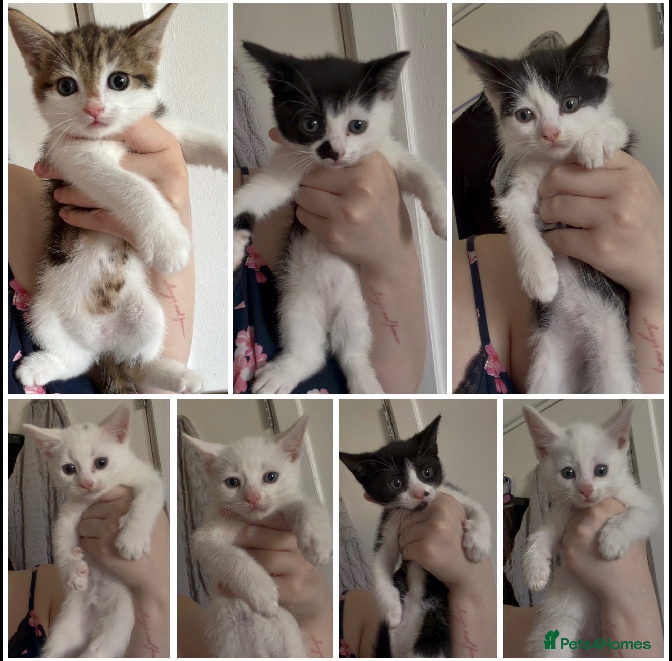 Mixed Breed cats kittens for sale  - Advert 1