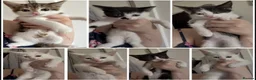 Mixed Breed cats for sale: kittens for sale  - Advert 1