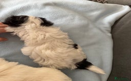 Morkie dogs for sale: Morkie puppies  - Image 10