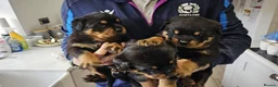 Rottweiler dogs for sale: Rottweiler pups in Bilston - Advert 5