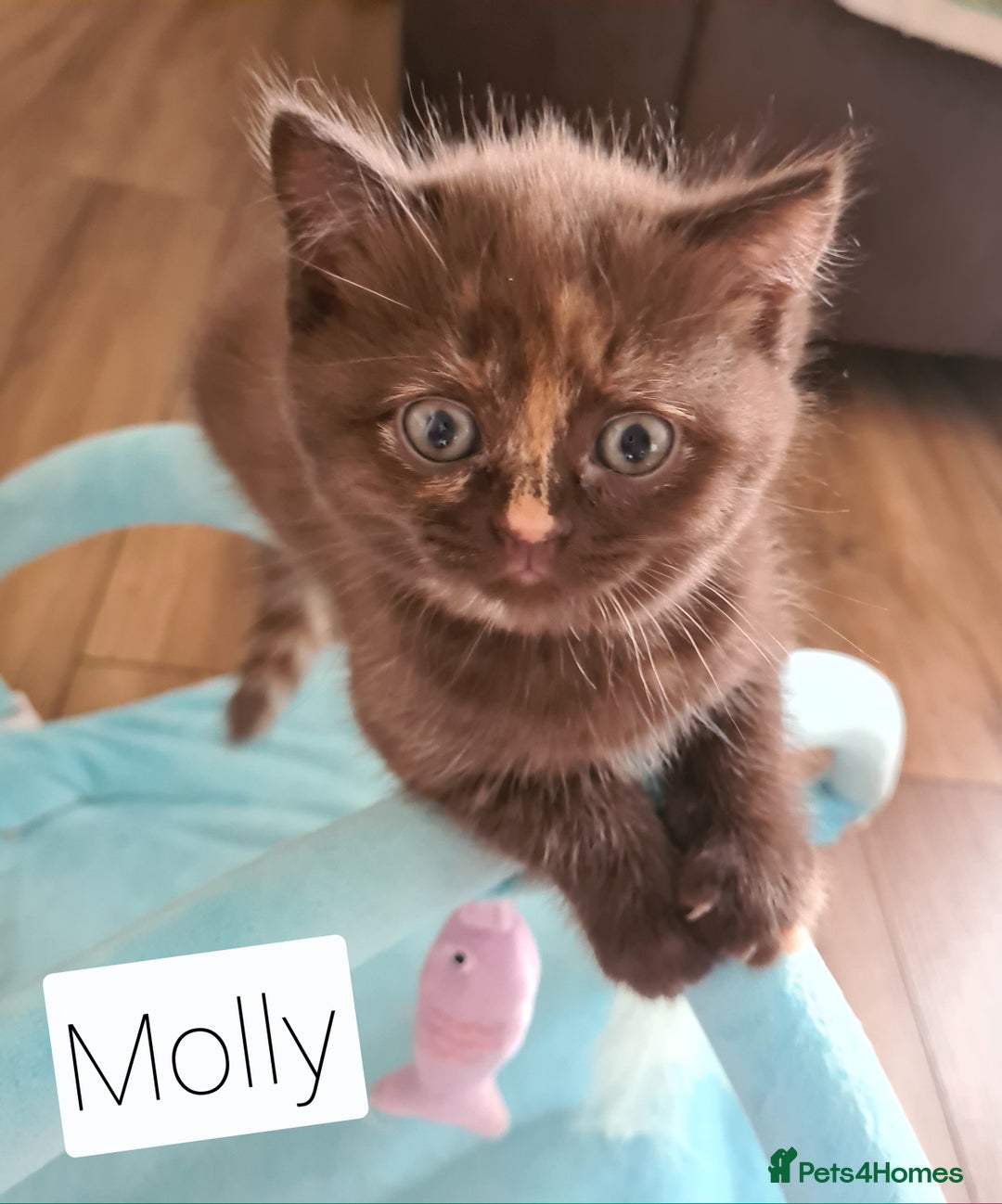 British Shorthair cats for sale: Beautiful British shorthair kittens - Image 23