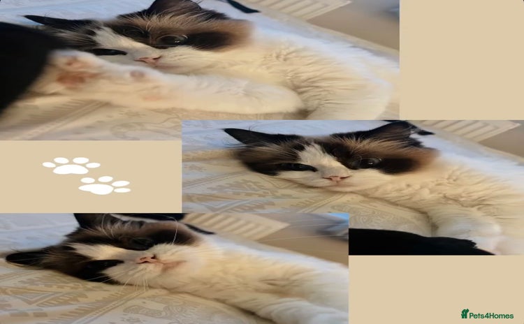 Ragdoll cats - Advert 13