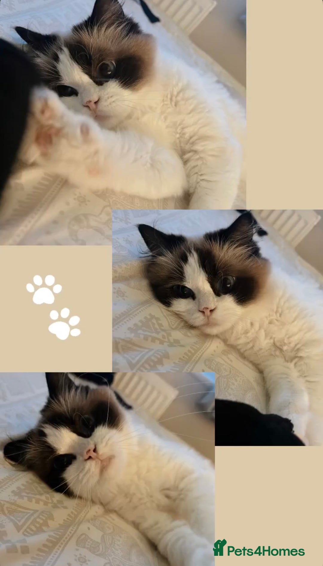 Ragdoll cats for sale: Miss Indie  - Image 1