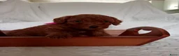 Toy Poodle dogs for sale: *****Stunning Fox Red Toy Poodle puppies***** - Advert 14