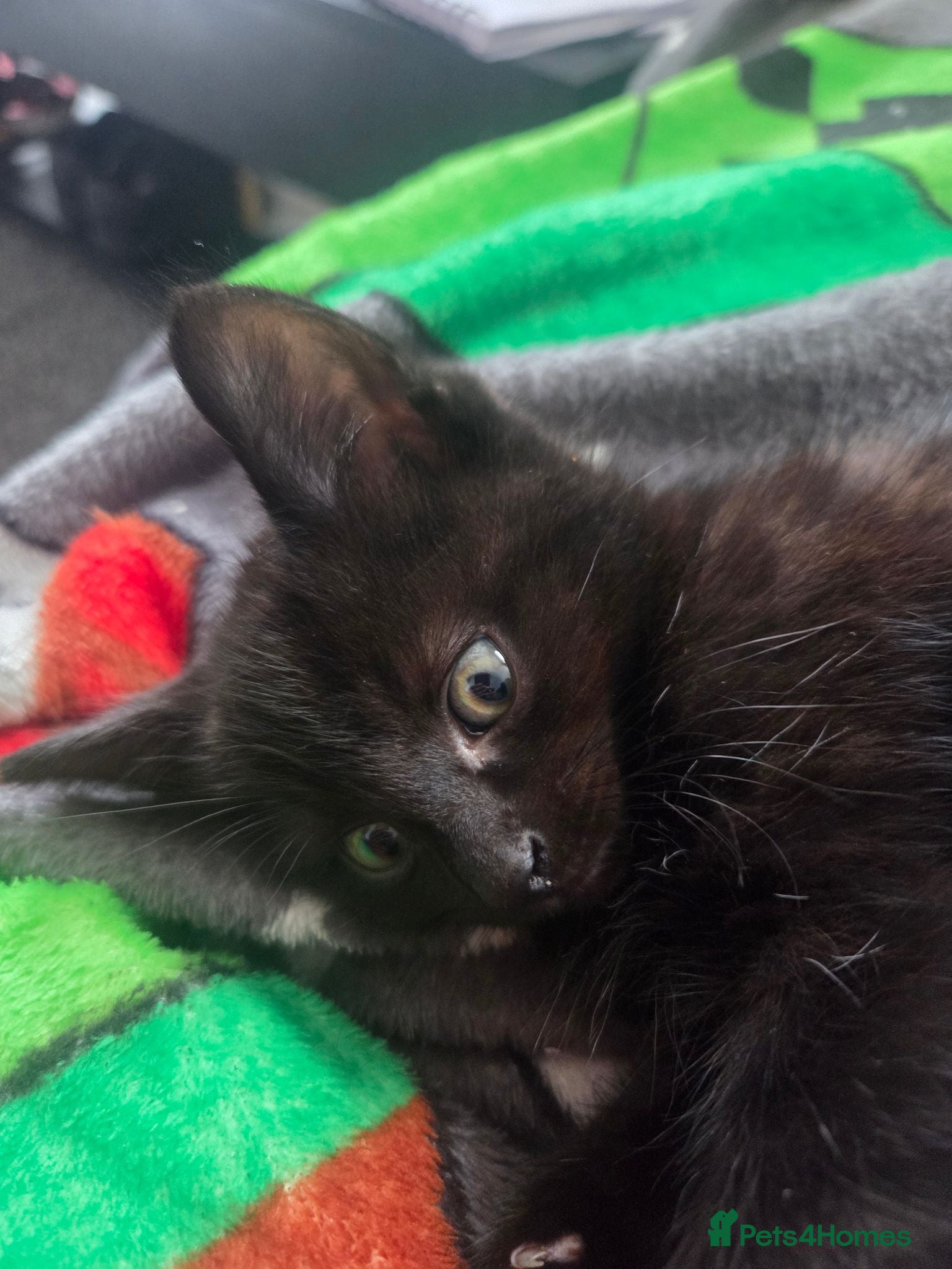 Mixed Breed cats Black male kitten - Advert 9