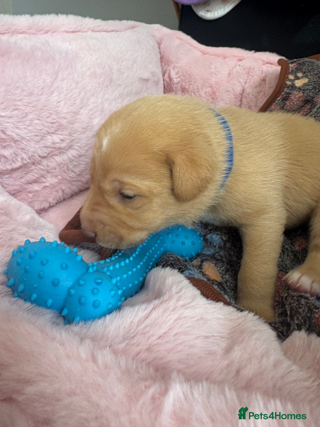 Mixed Breed dogs for sale: Gorgeous medium pups - Image 3