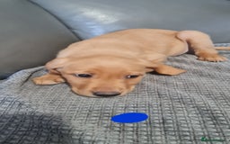 Labrador Retriever dogs for sale: Labrador Fox Red - Image 15