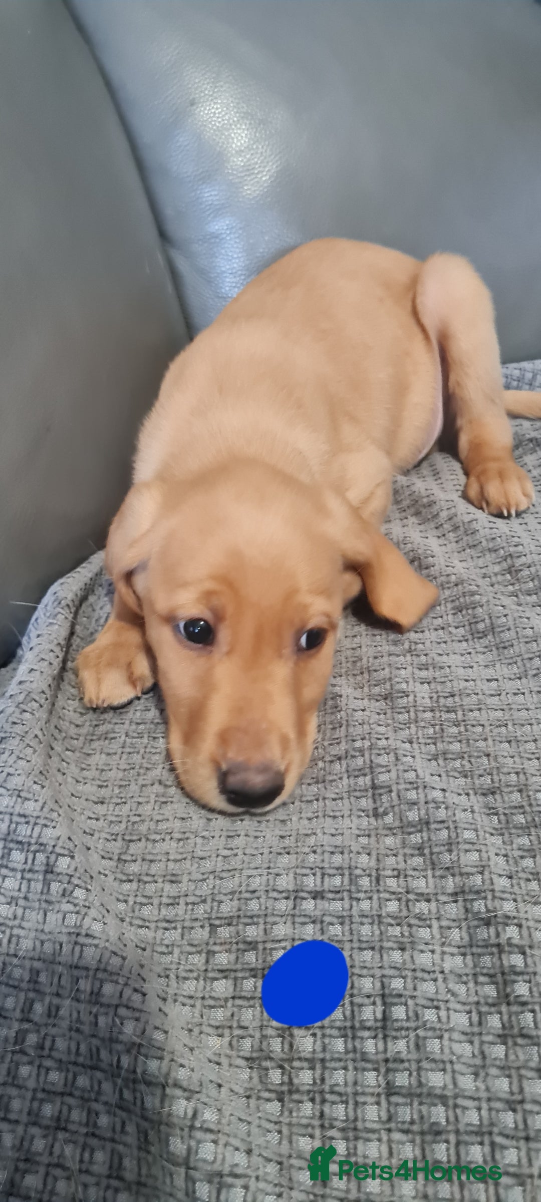 Labrador Retriever dogs for sale: Labrador Fox Red - Image 15