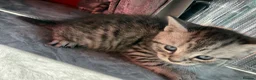 British Shorthair cats for sale: 4 beautiful tabby bsh kittens  in Birmingham - Advert 6