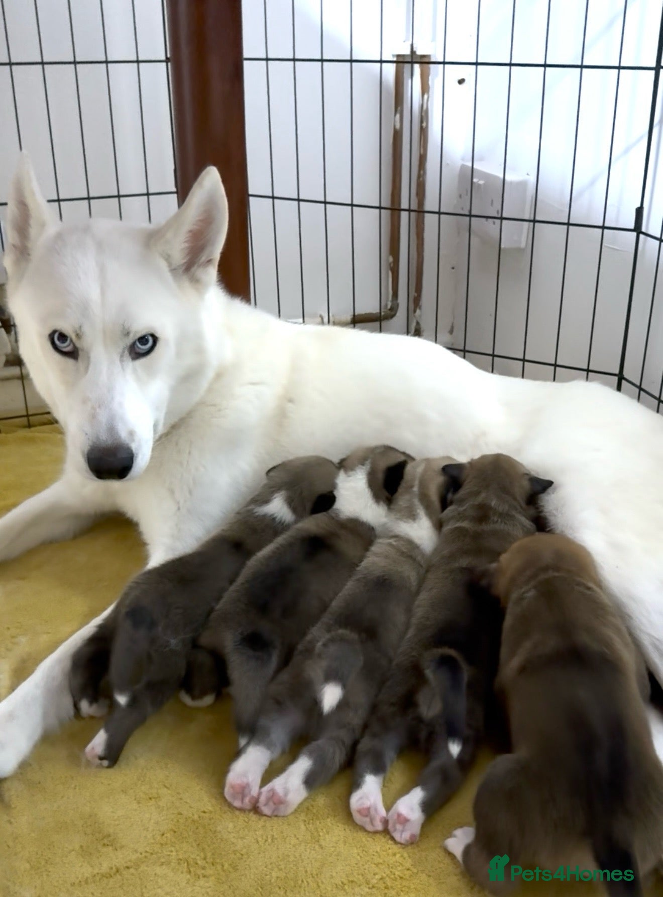 Mixed Breed dogs Siberian Husky x AmStaff Terrier Puppies - Advert 5