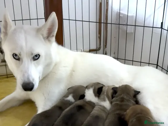 Mixed Breed dogs for sale: Siberian Husky x AmStaff Terrier Puppies - Advert 1