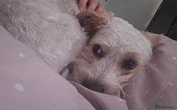 Mixed Breed dogs for sale: Beautiful teddy - Image 4