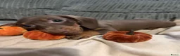 Miniature Dachshund dogs for sale: Beautiful miniature dachshund puppy’s - Advert 2