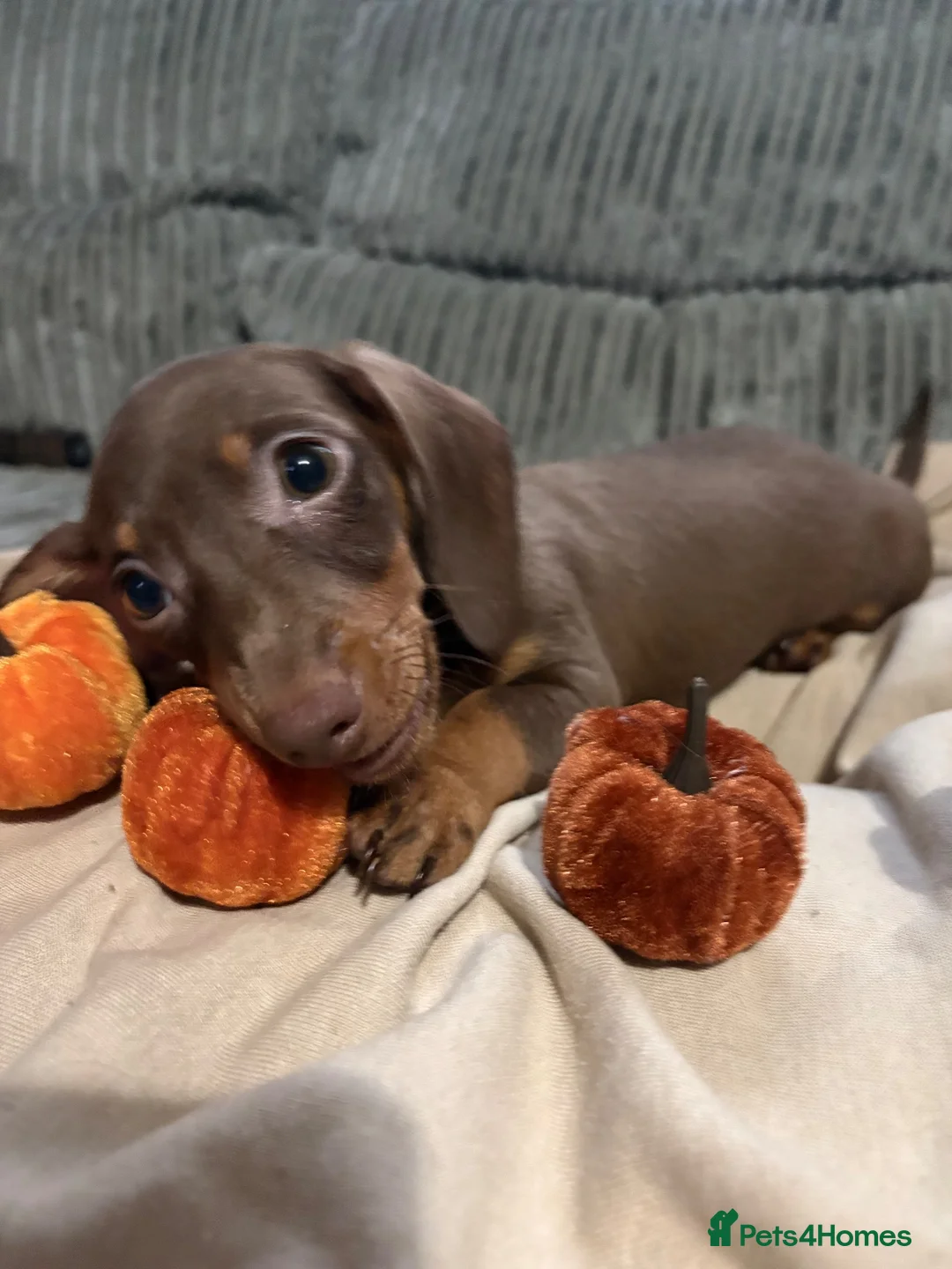 Miniature Dachshund dogs for sale: Beautiful miniature dachshund puppy’s - Advert 2