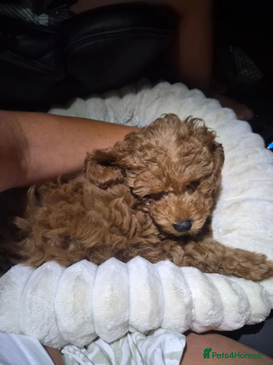 Toy Poodle dogs for sale: Toy poodle in London - Advert 4