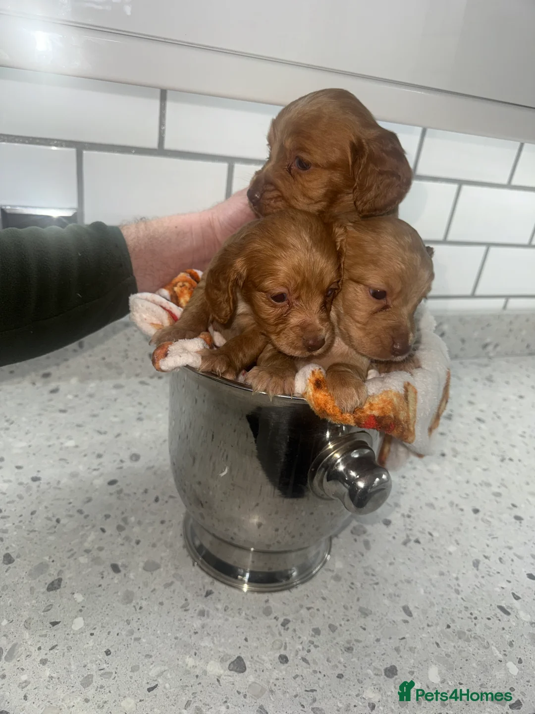 Cocker Spaniel dogs for sale: Cocker Spaniel Puppies.  - Advert 1