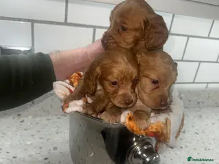 Cocker Spaniel dogs Cocker Spaniel Puppies. - Advert 12