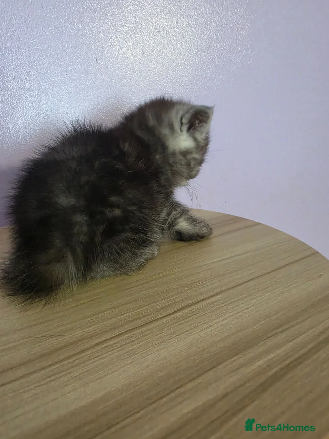 Scottish Fold cats for sale: Beautiful Scottish fold kittens with blue eyes  - Advert 10