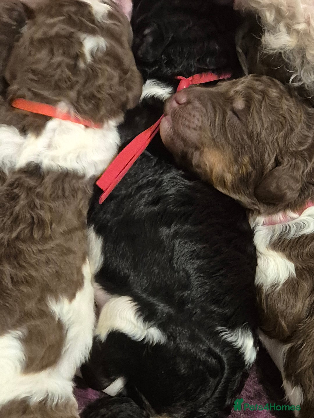 Standard Poodle dogs for sale: Beautiful KC registered parti tris - Advert 18