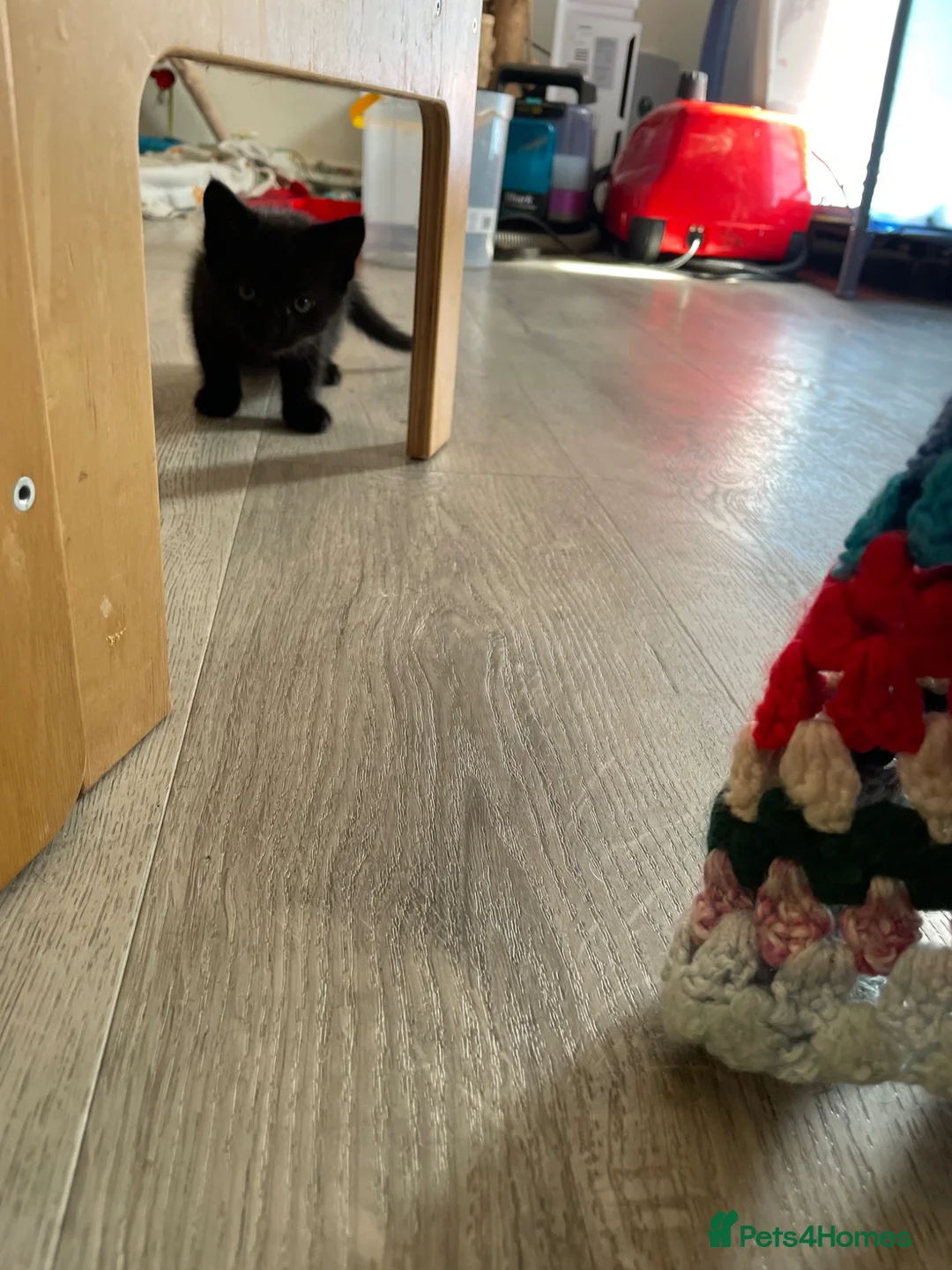 Mixed Breed cats for sale: Beautiful black mixed Maine coon / tabby  in Cambridge - Advert 7