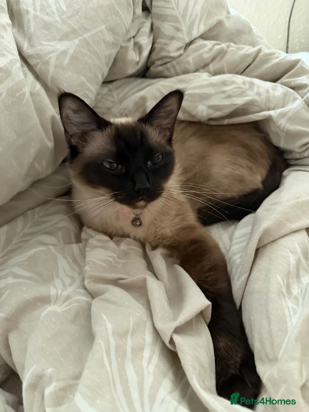 Ragdoll cats for sale: Tinker, Ragdoll - Advert 2