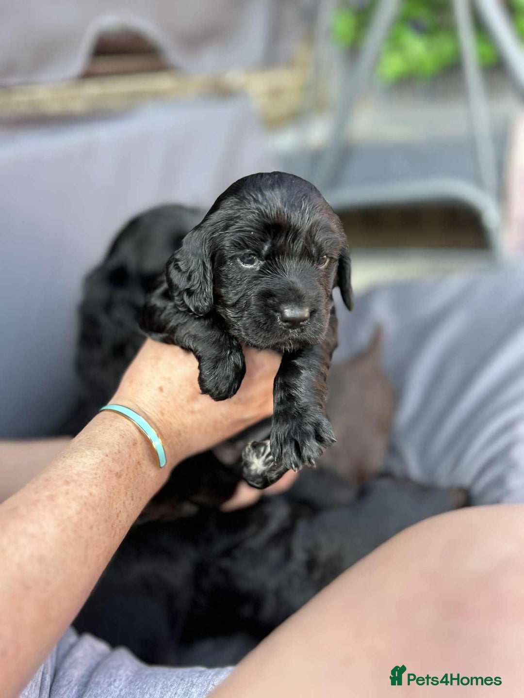 Cockapoo dogs for sale: Beautiful litter of cockerpoos - Image 2