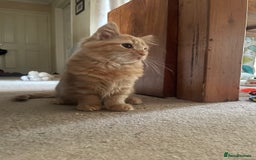 Munchkin cats for sale: Adorable Apricot-Marmalade Tabby Munchkin Male Kit - Image 3