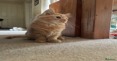 Munchkin cats - Advert 16