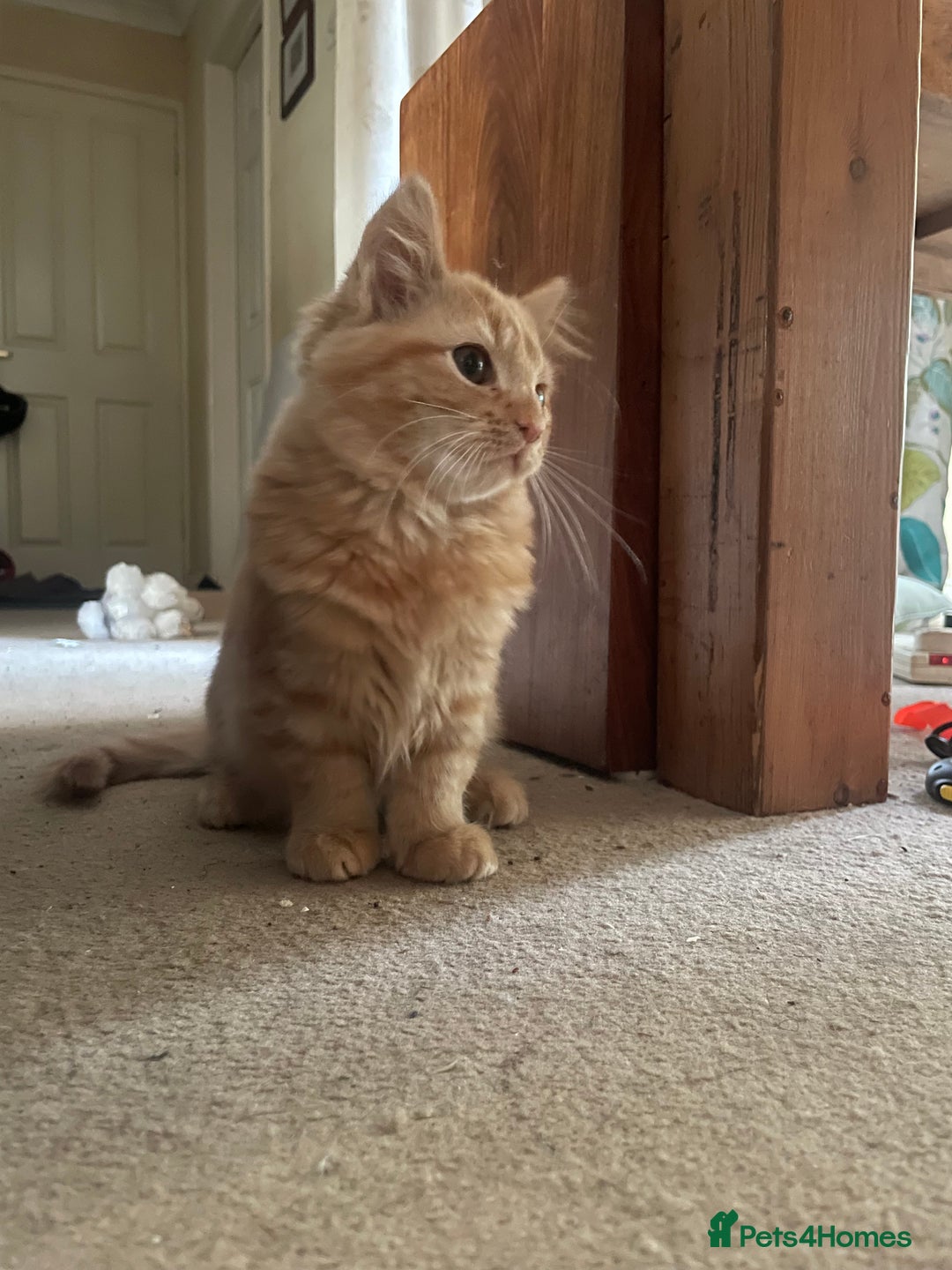 Munchkin cats for sale: Adorable Apricot-Marmalade Tabby Munchkin Male Kit - Image 3