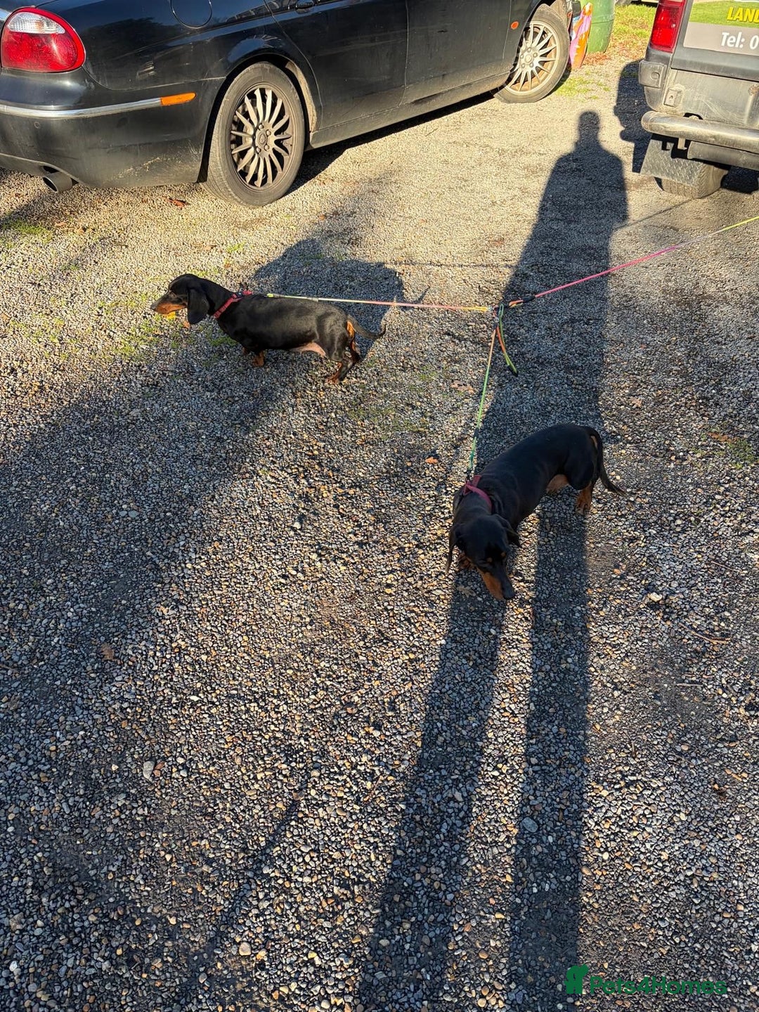 Dachshund dogs for sale: Three beautiful dachshund’s  - Advert 3
