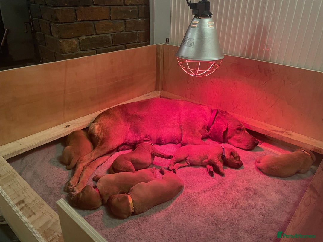 Labrador Retriever dogs for sale: Lovely fox red Labrador puppies  - Image 4