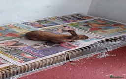 Lionhead rabbits for sale: 2 cute lionhead rabbits come with cage and food - Image 11