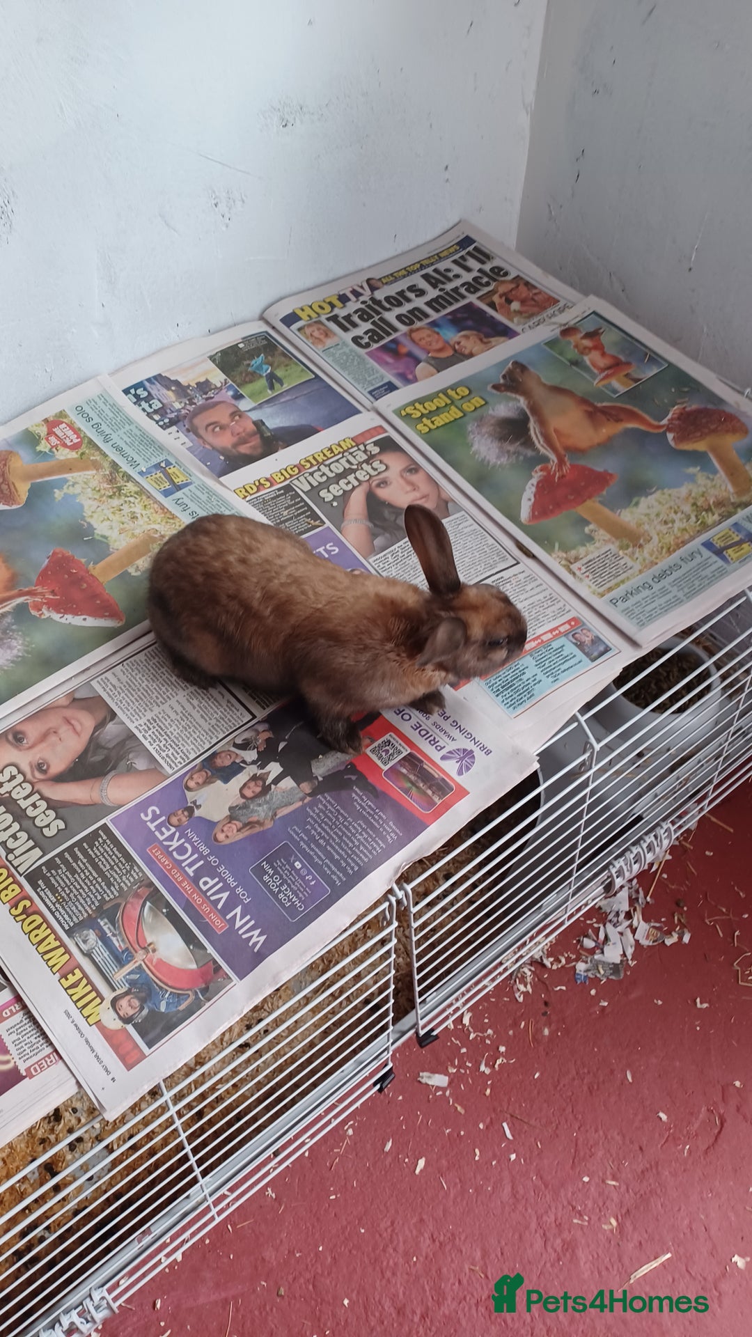 Lionhead rabbits for sale: 2 cute lionhead rabbits come with cage and food - Image 11