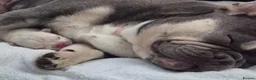 French Bulldog dogs for sale: Just arrived French Bulldog Puppy  in Sittingbourne - Advert 4