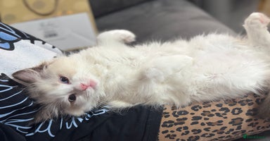 Ragdoll cats - Advert 3