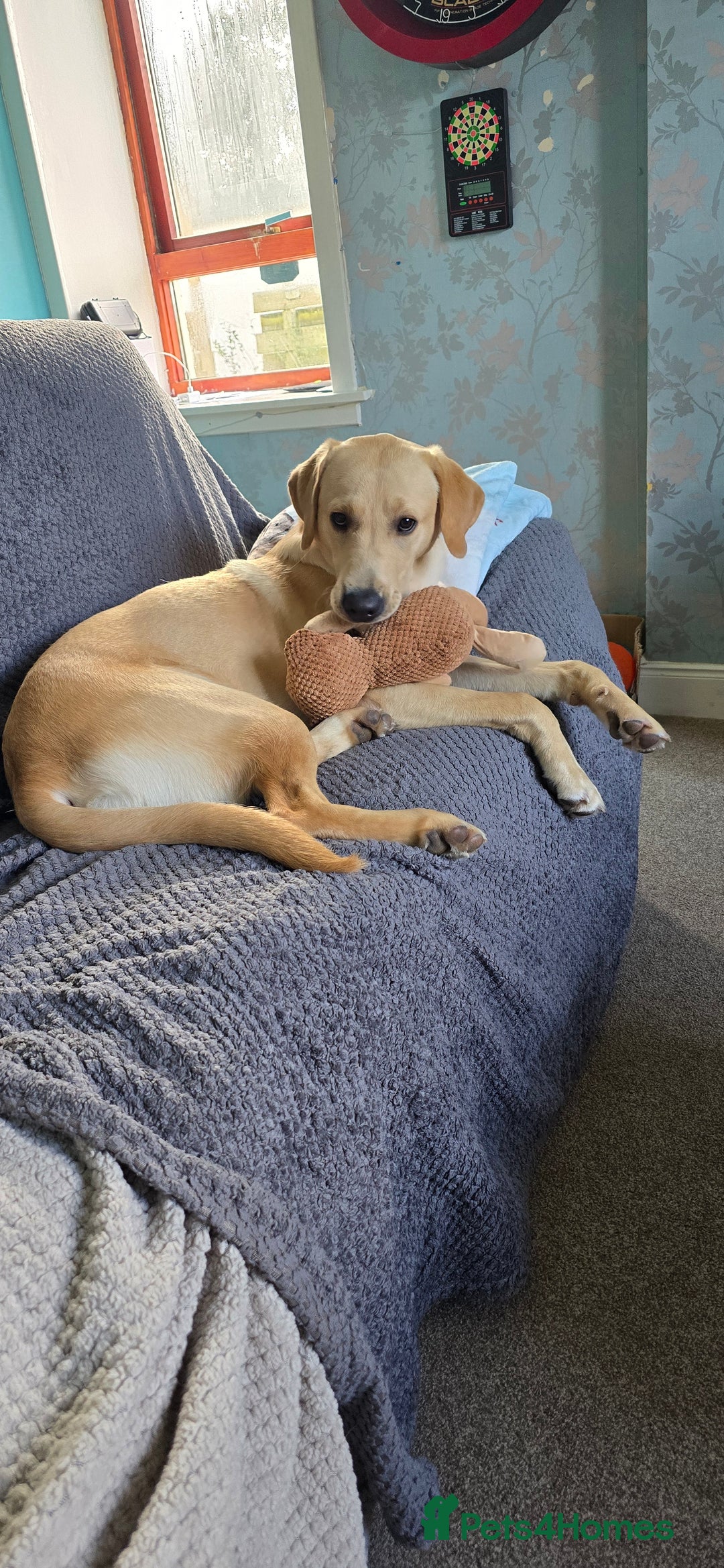 Labrador Retriever dogs for sale: Wanted loving home for bear  - Image 8