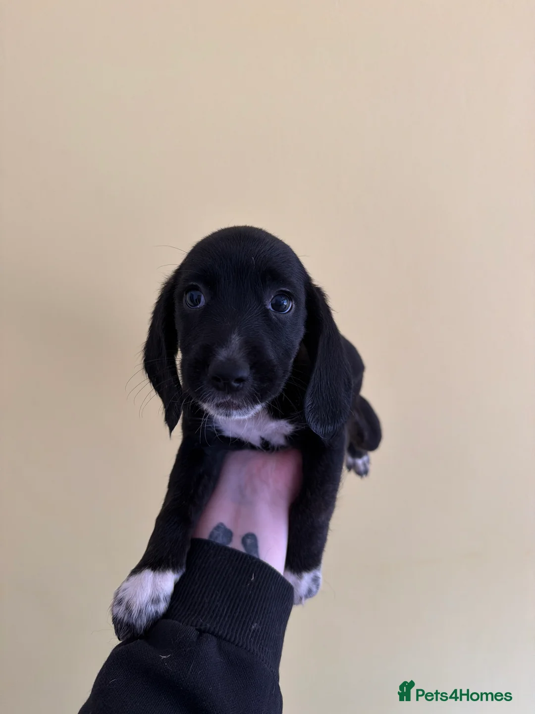 Mixed Breed dogs for sale: Bocker puppies (Beagle x Sprocker Spaniel)  - Advert 2