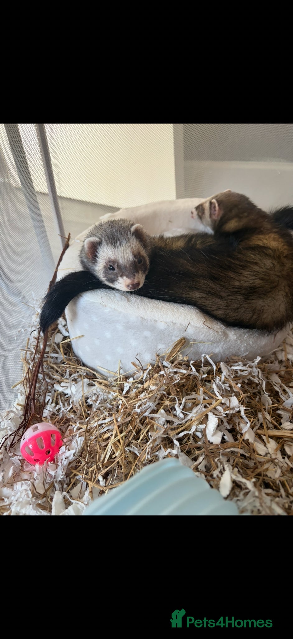 Ferret rodents 2 jills fully tamed with set up 🤍 - Advert 1