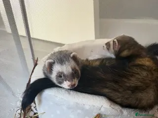 Ferret rodents 2 jills fully tamed with set up 🤍 - Advert 17