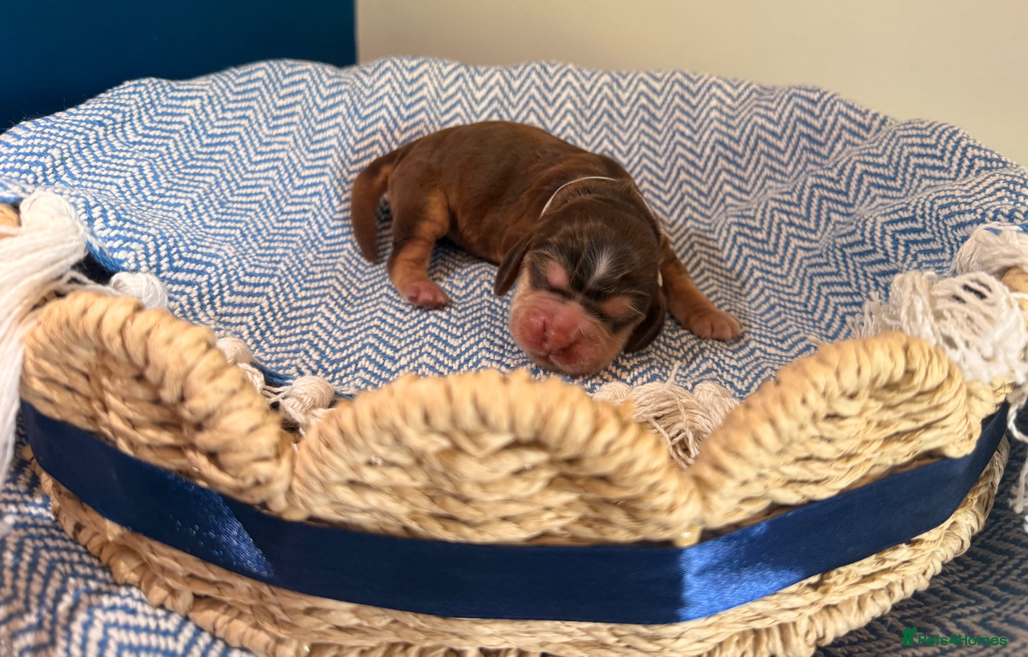 Cocker Spaniel dogs Outstanding KC registered Cocker Spaniel Puppies  - Advert 1